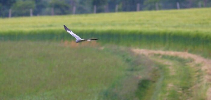 Partenariat entre le négoce Cholat et la LPO, « une première pierre »