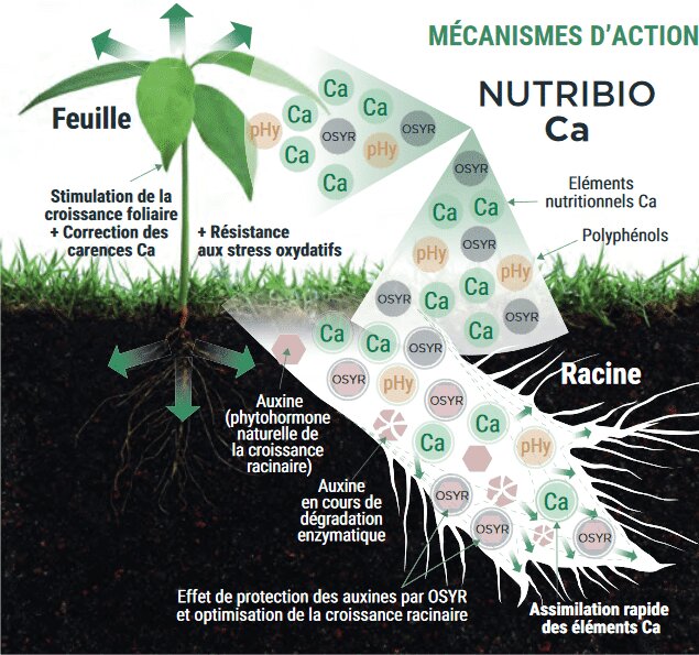Relance nutritionnelle et amélioration des productions - © D.R.