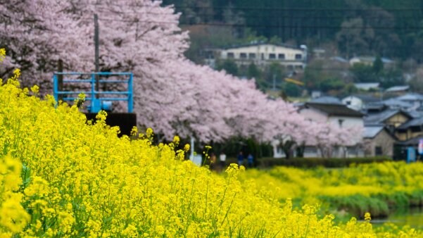 Brin de Science : Sakura et vendanges, des témoins d’un climat qui évolue