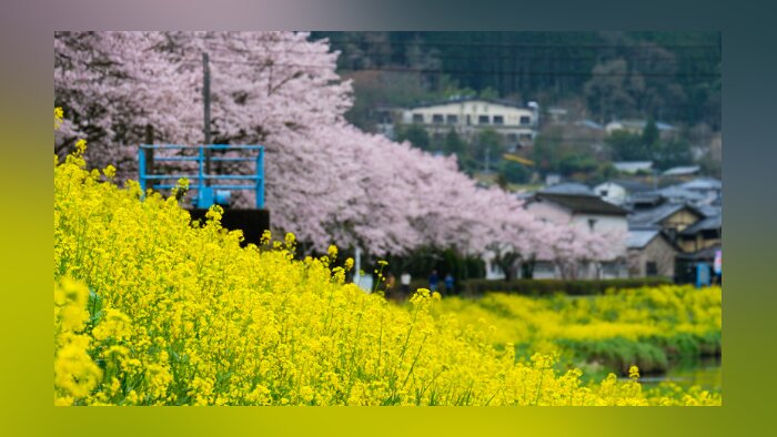 Brin de Science : Sakura et vendanges, des témoins d’un climat qui évolue