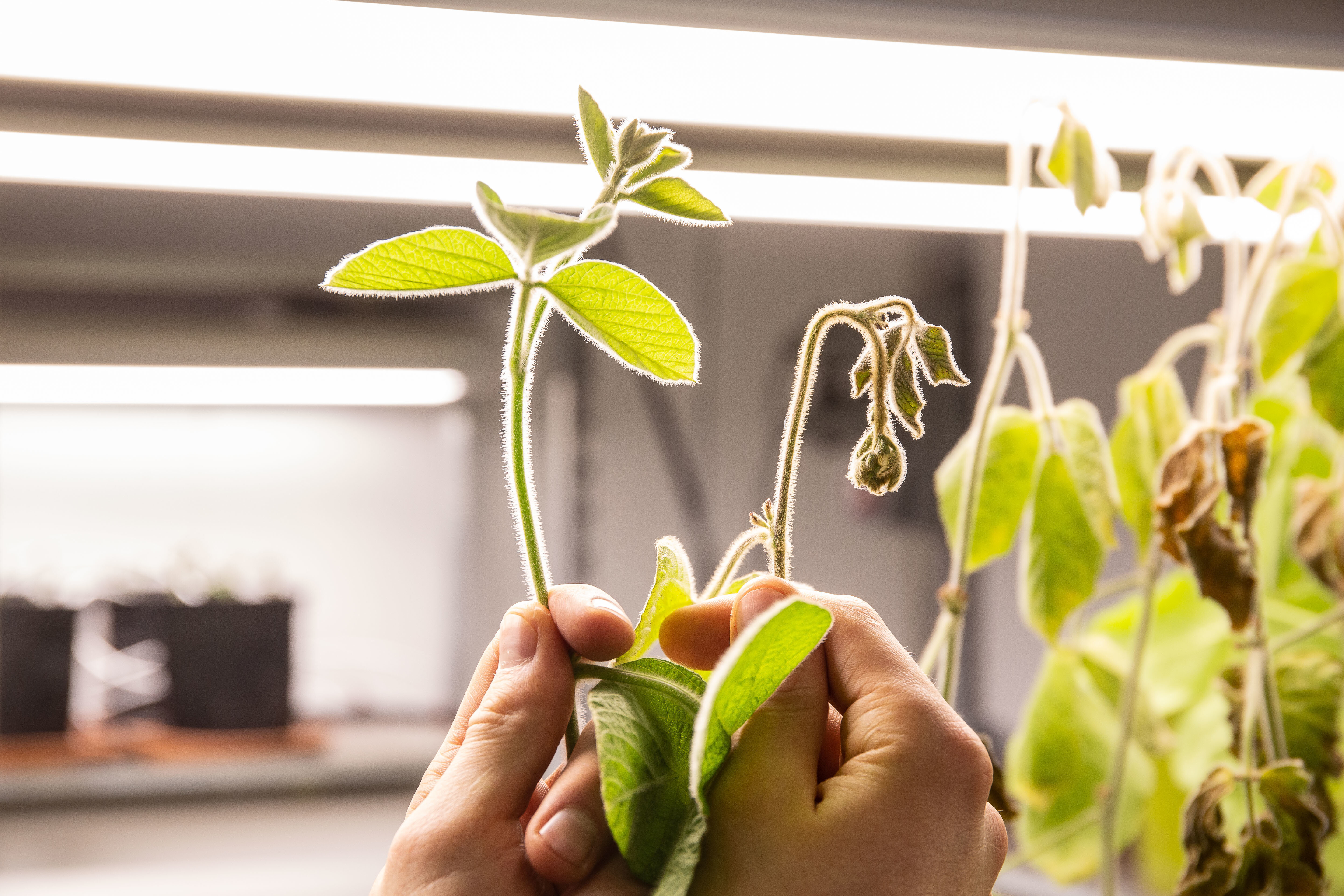 Les plantes traitées résistent mieux au manque d’eau - © PhotoByMarie