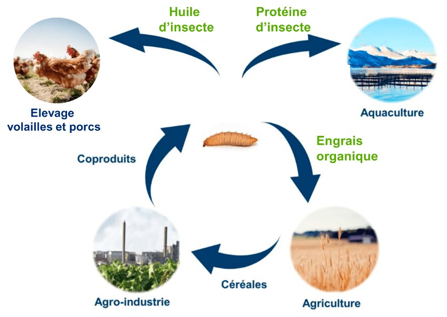 Laphrassea : un engrais organique innovant à base de frass d’insectes ! - © D.R.