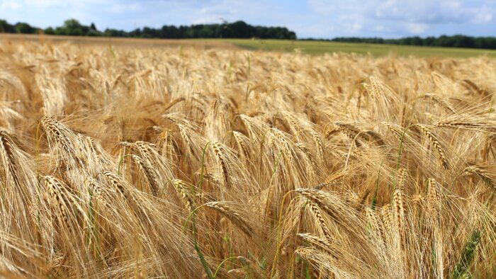 Les ventes d’orge vers le Maroc ont été multipliées par 7. - © D.R.