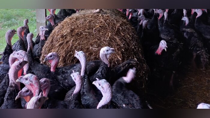 Eureden renouvelle son partenariat avec Welfarm sur la filière dinde