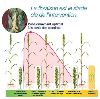 Fusarioses : optimiser l’optimisation fongicide - © D.R.
