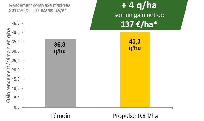 Colza : contrôler efficacement le sclérotinia et ses autres maladies - © D.R.