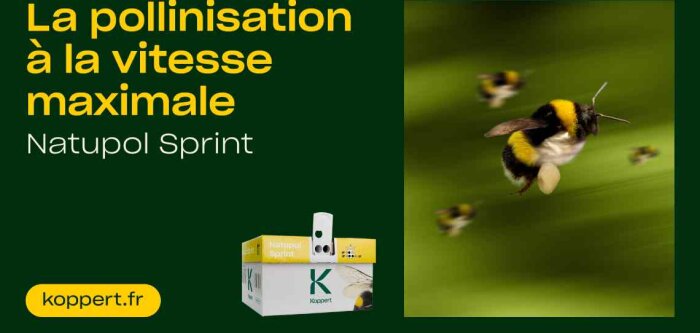 Koppert relève les défis de la pollinisation pendant les vagues de chaleur