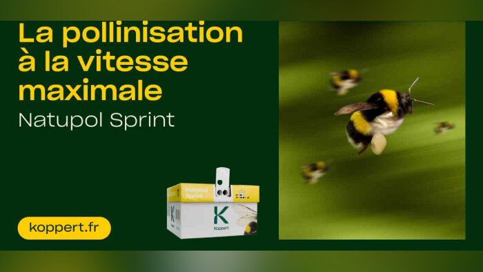 Koppert relève les défis de la pollinisation pendant les vagues de chaleur
