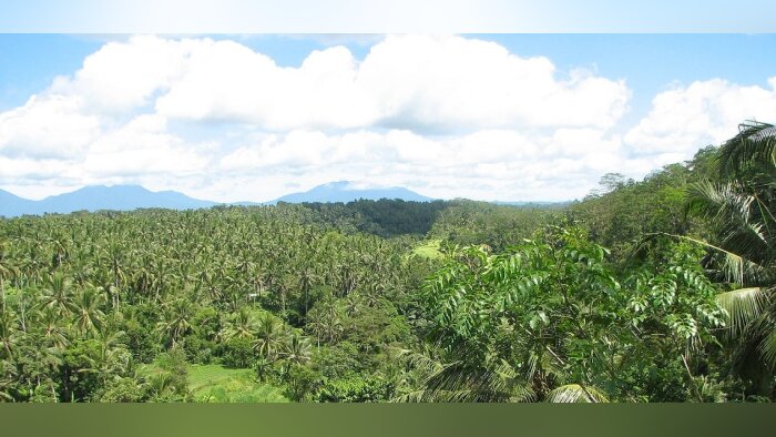 Le Snia avance sur le soja non déforesté
