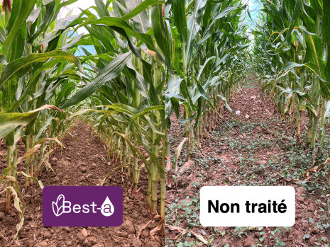 La biomasse est plus développée. Essais Bayer 2025 Gêné (49) Pays de la Loire - © Bayer