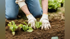 Bio 2040 : "Le gouvernement agit depuis un an à l’opposé des recommandations qui lui sont faites" (Fnab)