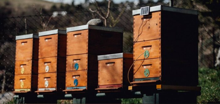 3Bee, la greentech qui prend soin des abeilles, investit 1,5 M d’euros pour se lancer sur le marché français