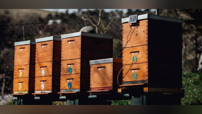 3Bee, la greentech qui prend soin des abeilles, investit 1,5 M d’euros pour se lancer sur le marché français