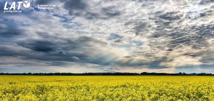 La fertilisation du colza à l’automne, un facteur essentiel de réussite de la culture