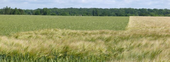 Agriodor acquiert Cearitis, spécialisée dans les kairomones et allomones