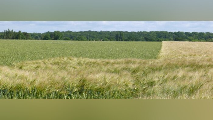 Agriodor acquiert Cearitis, spécialisée dans les kairomones et allomones