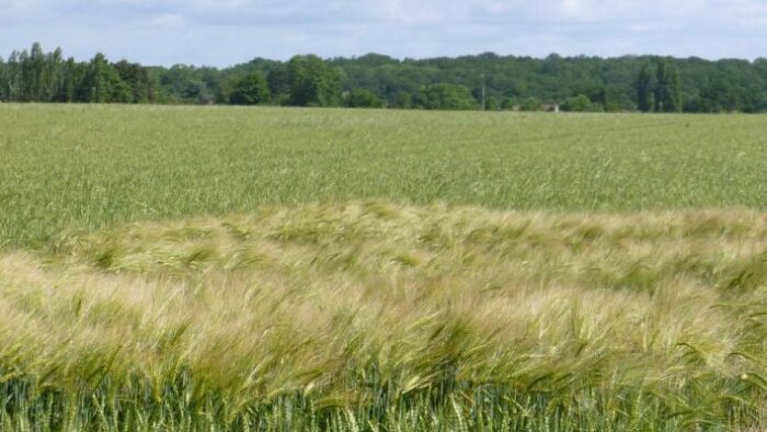 Enquête : aléas climatiques, marchés instables… comment les distributeurs réagissent ?