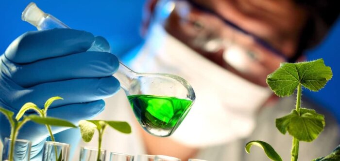 Varenne de l’eau, les filières misent sur la sélection variétale et l’agronomie