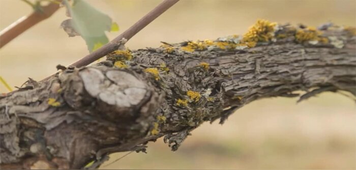 Maladies du bois de la vigne, des résultats mitigés pour le projet Advantage