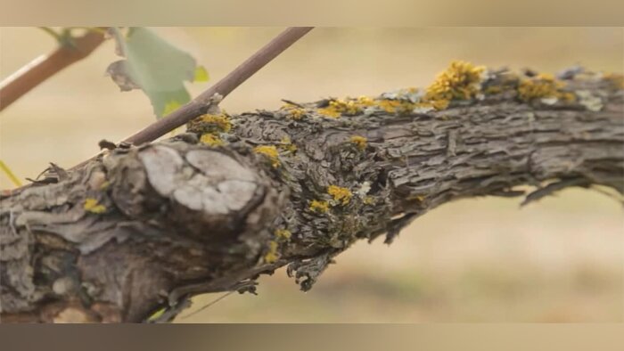 Maladies du bois de la vigne, des résultats mitigés pour le projet Advantage