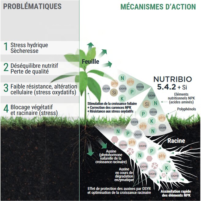 Relance nutritionnelle et amélioration des productions - © D.R.