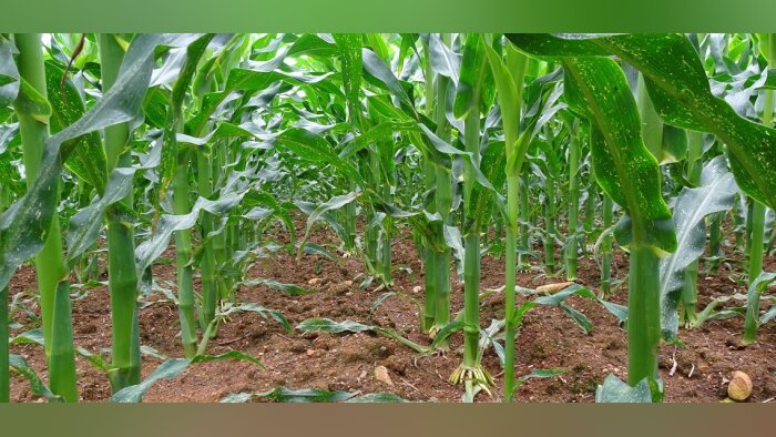 Ukraine, Solagro propose de convertir du maïs fourrage en maïs grain