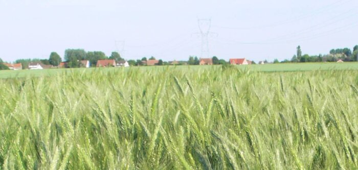 Le Triticale : une espèce qui gagne à être connue !