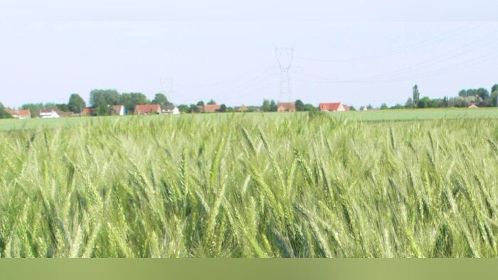 Le Triticale : une espèce qui gagne à être connue !