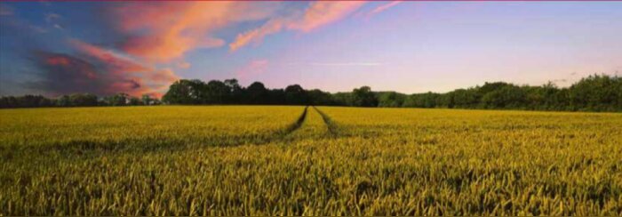 Les variétés LG céréales à paille