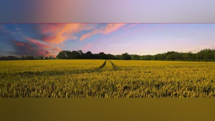 Les variétés LG céréales à paille