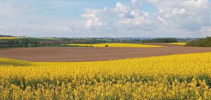 Agriculture régénératrice : Soufflet, Lesieur et Saipol s’unissent pour la commercialisation de colza et de tournesol