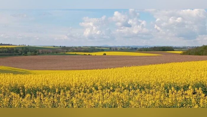 Agriculture régénératrice : Soufflet, Lesieur et Saipol s’unissent pour la commercialisation de colza et de tournesol