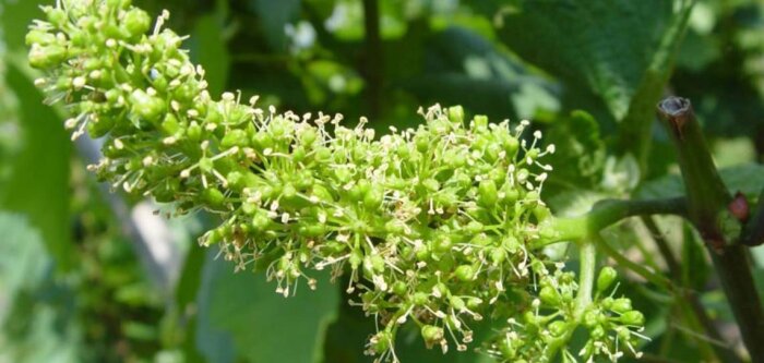 Vigne, sécuriser les rendements
