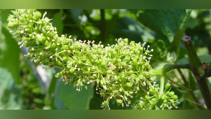 Vigne, sécuriser les rendements