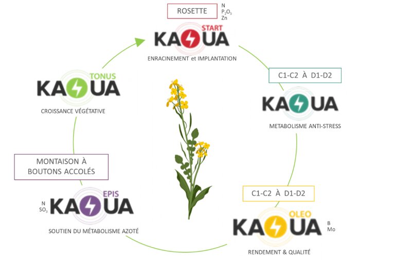 KAOUA : L’énergie libre et anti-stress des cultures - © D.R.