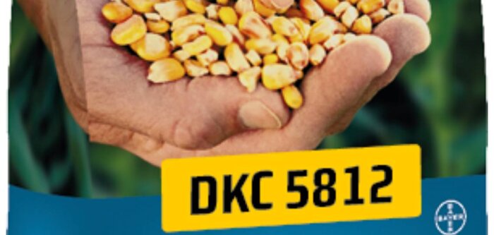 Un Maïs tardif G5 avec un potentiel de rendement exceptionnel, des épis jusqu’à 26 rangs, du jamais vu !