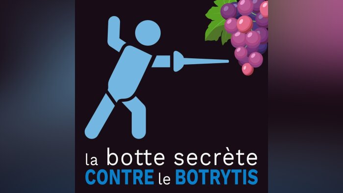 La botte secrète contre le botrytis : le tandem biocontrôle et prophylaxie