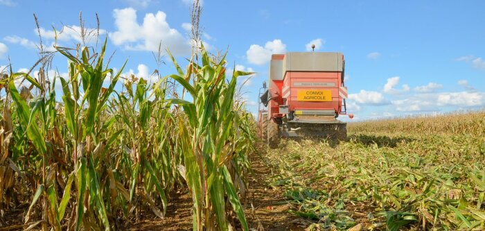 Récolte maïs, des premiers résultats satisfaisants mais des taux d’humidité élevés
