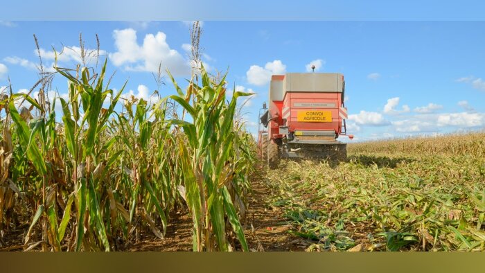 Récolte maïs, des premiers résultats satisfaisants mais des taux d’humidité élevés