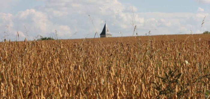Parcelle de soja, dans les environs d’Agen. - © D.R.