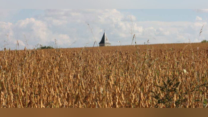 Parcelle de soja, dans les environs d’Agen. - © D.R.