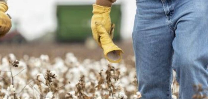 La plateforme blockchain « Seed 2 Sew » de BASF permet de tracer la production durable du coton FiberMax, de la semence au tissage