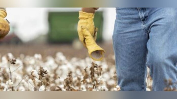 La plateforme blockchain « Seed 2 Sew » de BASF permet de tracer la production durable du coton FiberMax, de la semence au tissage