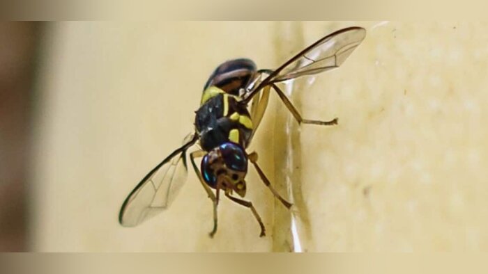 Mouche orientale des fruits, l’Anses appelle à renforcer la surveillance