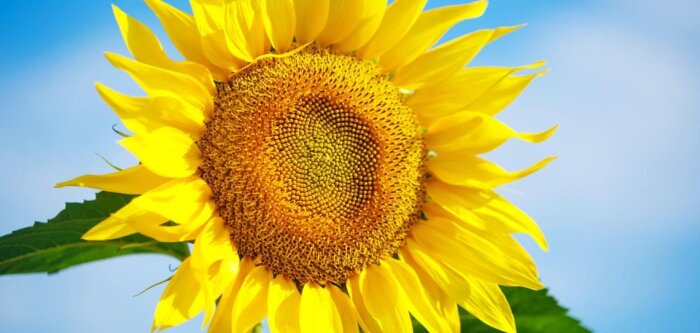 Protector contre tous les pathogènes du tournesol, même le mildiou !