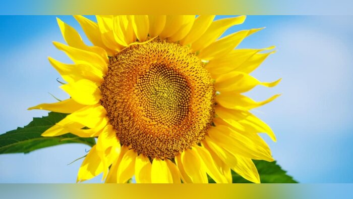 Protector contre tous les pathogènes du tournesol, même le mildiou !