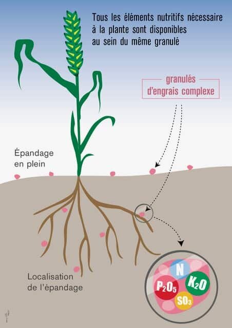Les engrais composés : un atout majeur de la nutrition des plantes - © D.R.