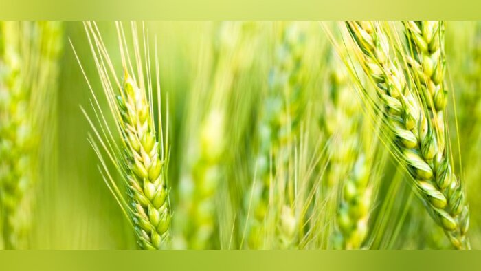 Comment améliorer l’efficience azotée sur céréales ?