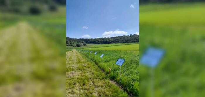 Cérience mise sur la complémentarité variétale