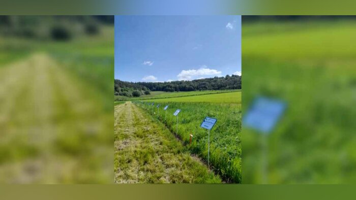 Cérience mise sur la complémentarité variétale